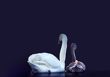Swans
